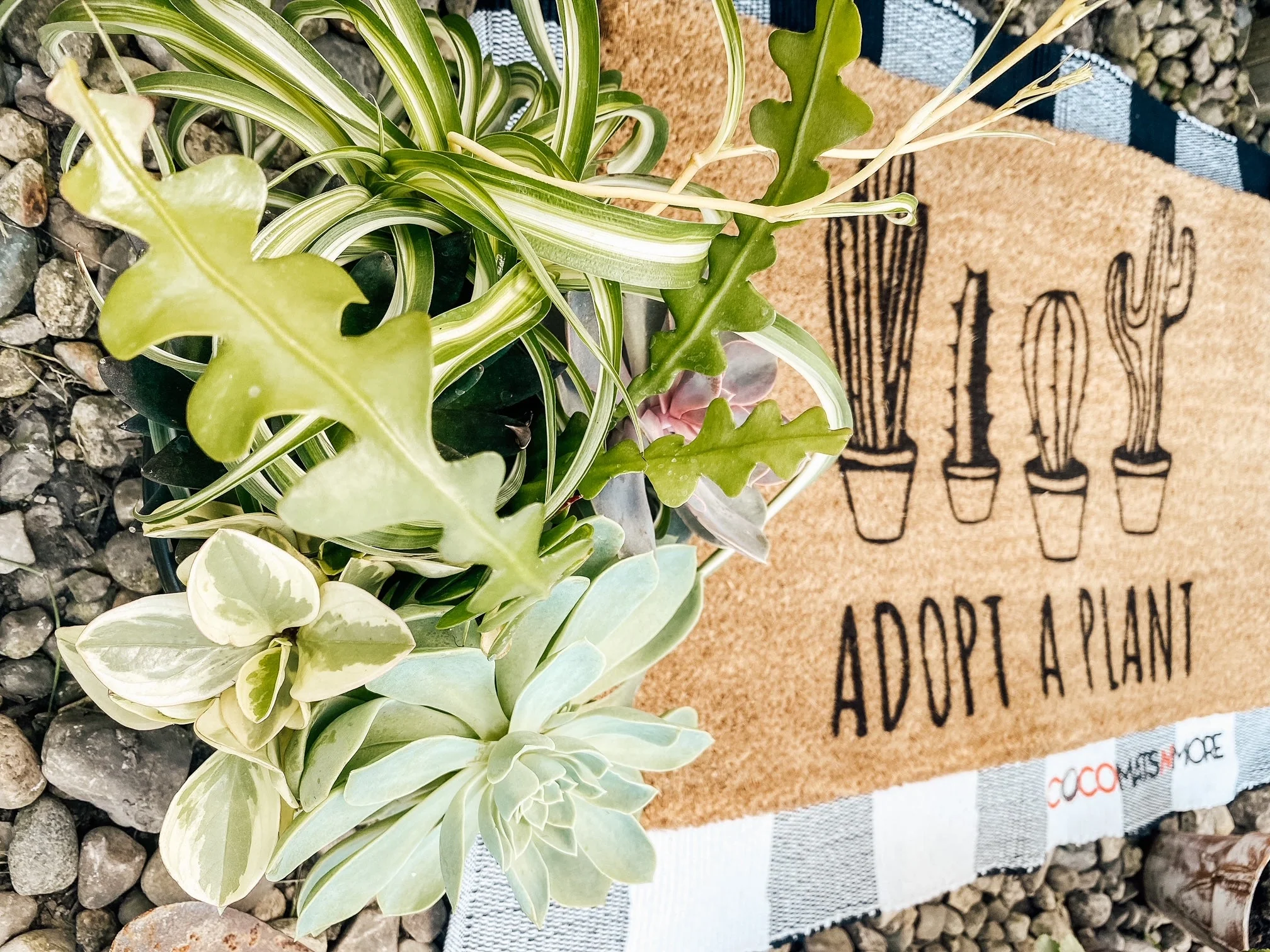 Adopt A Plant - Image 4