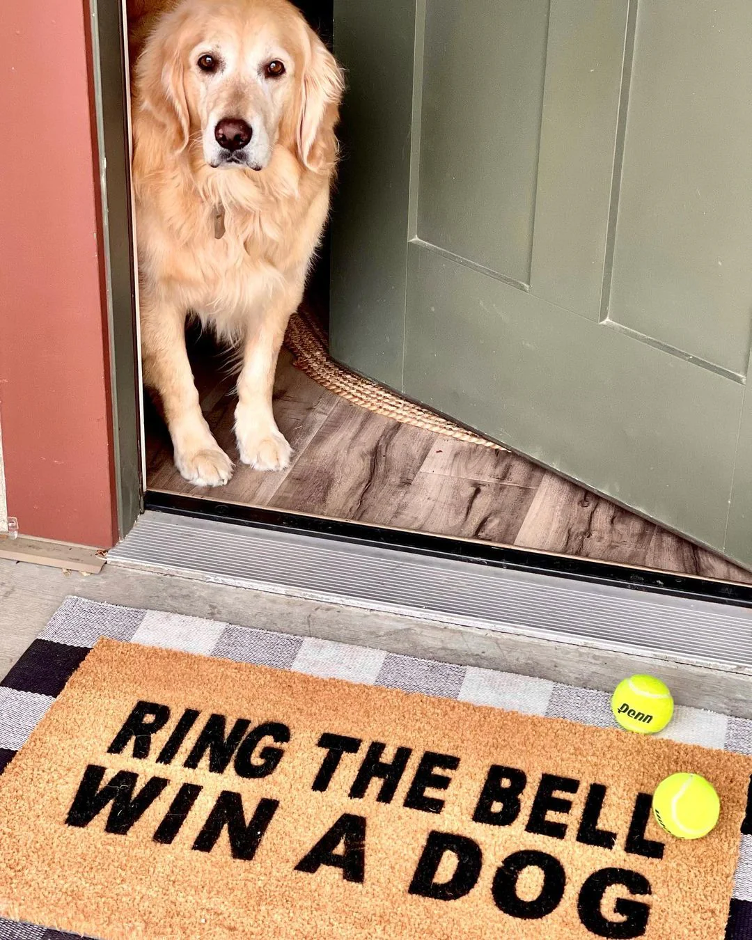 Ring the Bell Win a Dog - Image 3